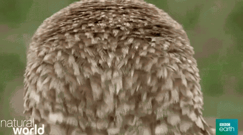 Owl Head Turn GIF