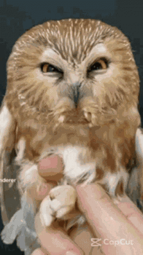 Owl Hoot GIF