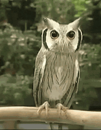 Owl GIF