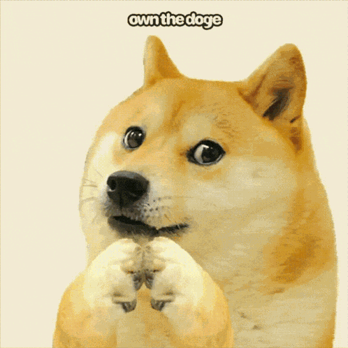Ownthedoge Own The Doge GIF