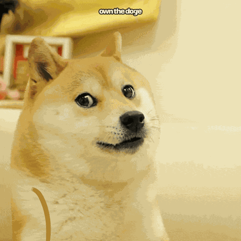 Ownthedoge Own The Doge GIF