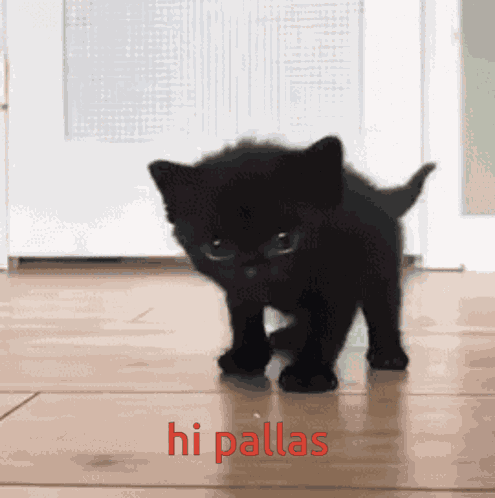 Pallas Black Cat GIF