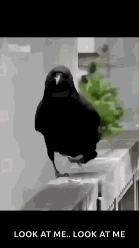 Paloma Flow GIF