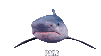Pana Panagiotis Sticker