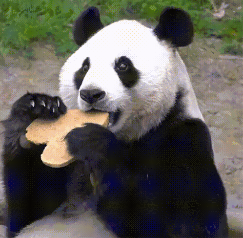 Panda Aibao GIF