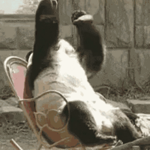 Panda Animal GIF