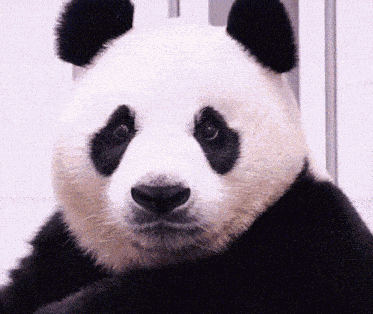 Panda Confused GIF