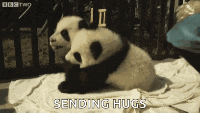 Panda Cub GIF