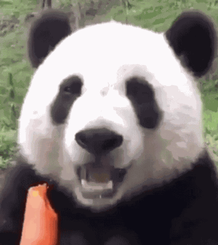 Panda Eat GIF
