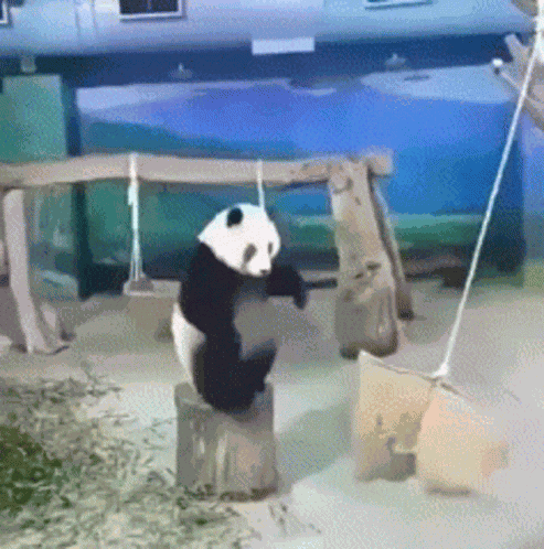 Panda Fail GIF