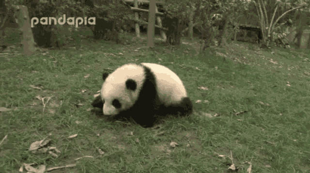 Panda GIF