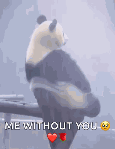 Panda Lonely GIF
