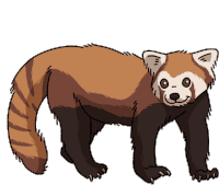 Panda Red Panda Sticker