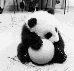 Panda GIF