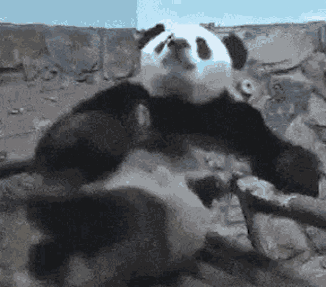 Panda Yawning GIF