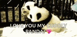 Pandas Hugs GIF