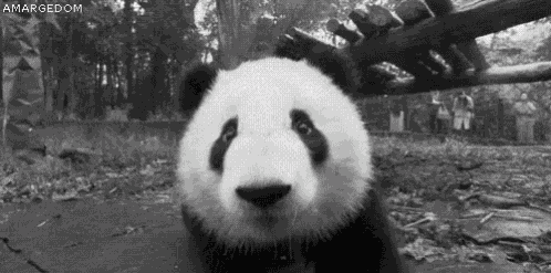 Pandita GIF
