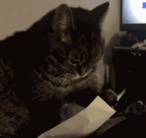 Paperwork Cat GIF