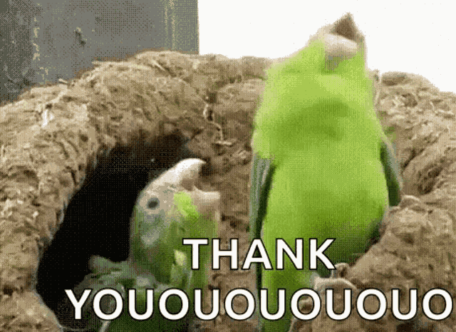 Parrot Dance GIF