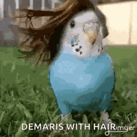 Parrot With Hair GIF