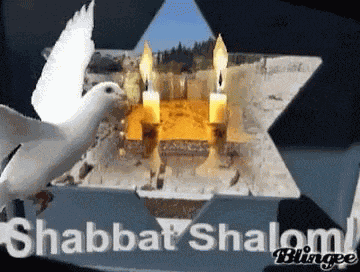 Parsha Shelech GIF