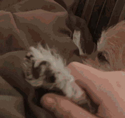Paw Massage GIF
