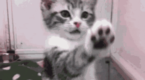 Paws GIF