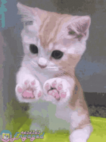 Paws GIF