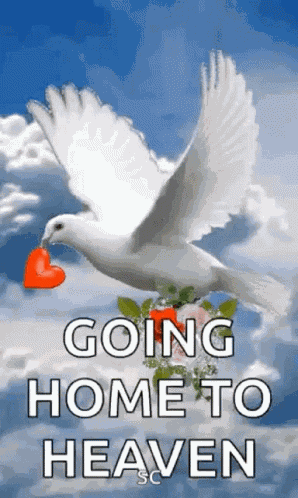 Peace Dove GIF