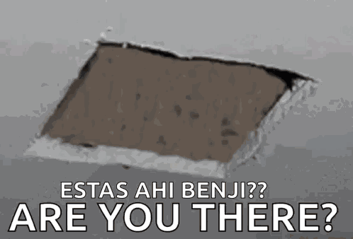 Peek Cat GIF