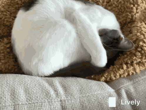 Peekaboo Peek A Boo GIF