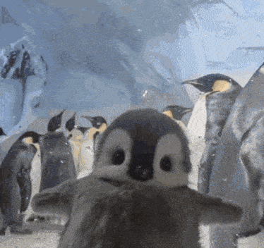 Penguin Cute Penguin GIF GIF
