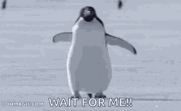 Penguin Omw GIF GIF