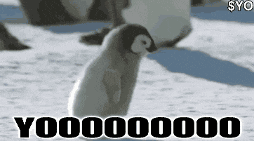 Penguin Yo GIF