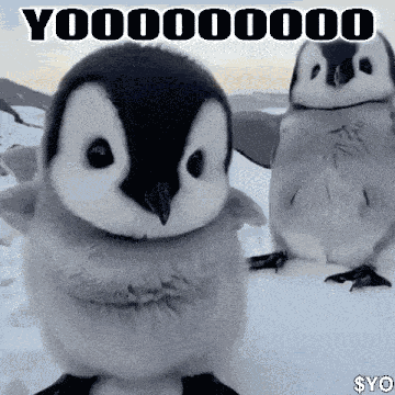 Penguin Yo GIF