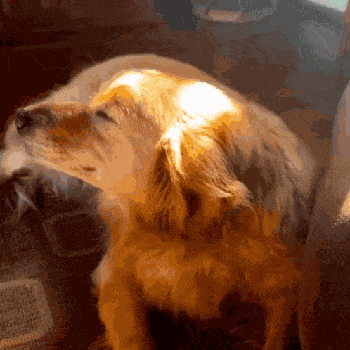 Perrito Luz Del Sol GIF