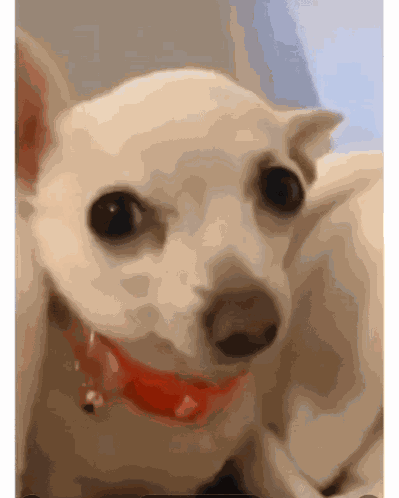 Perritocoqueto GIF
