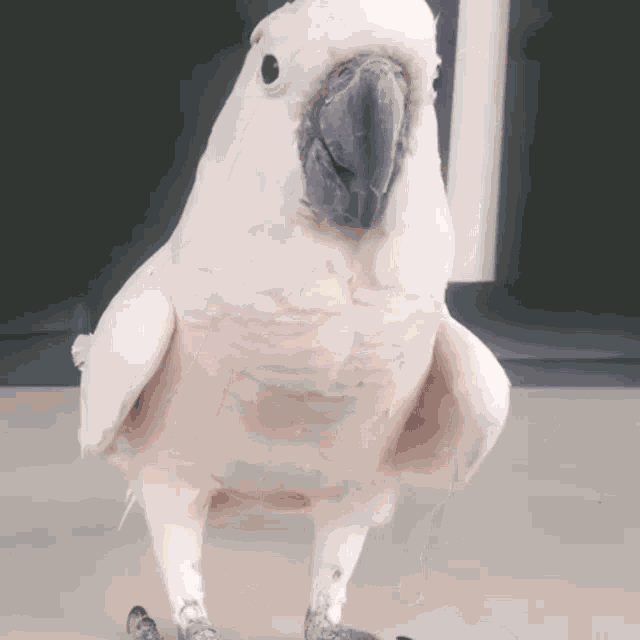 Perrot Funny Animals GIF