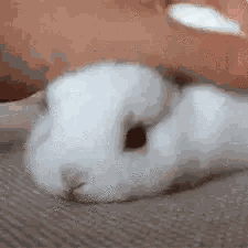 Pet Pet Bunny GIF