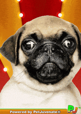 Petjuvenate Kombucha Dog Funny Dog Gif GIF