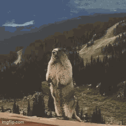 Petra Marmon GIF