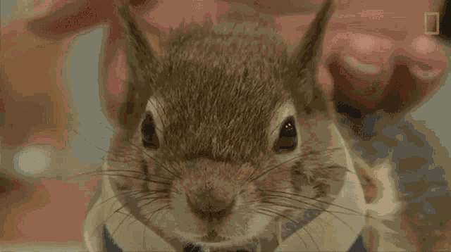 Petting A Squirrel Karamel The Squirrel GIF