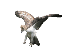 Philippine Eagle Eagle Sticker