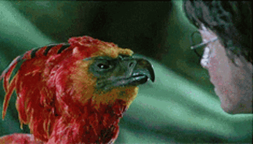Phoenix Harry GIF