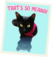 Photo Cat Cat Photo Sticker