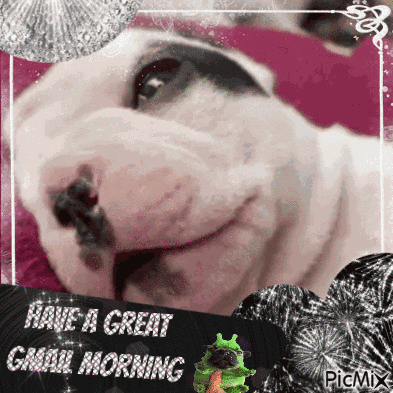 Pibble Frenchie GIF