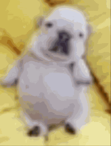 Pibble Gmail GIF