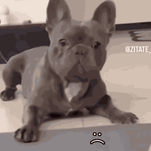 Pibble Gmail GIF