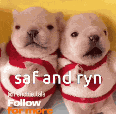 Pibble Safryn GIF