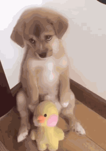 Piesek Smutek GIF